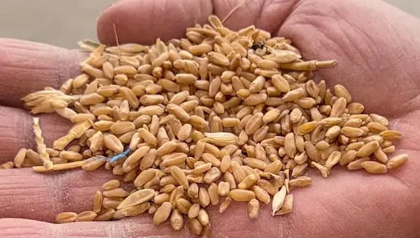 حبوب السوق العادية